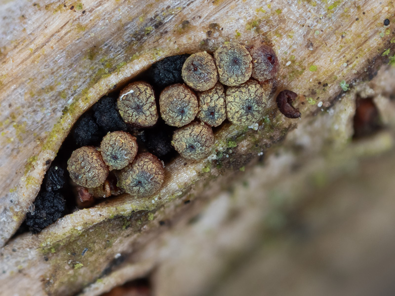 Thyronectria lamyi